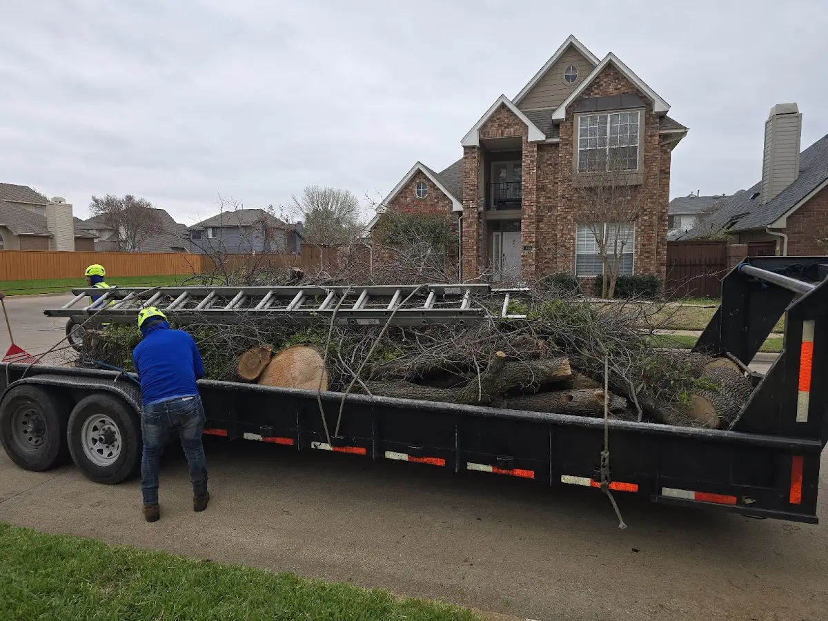 Expert Tree Removal with proper safety equipment in Guilderland